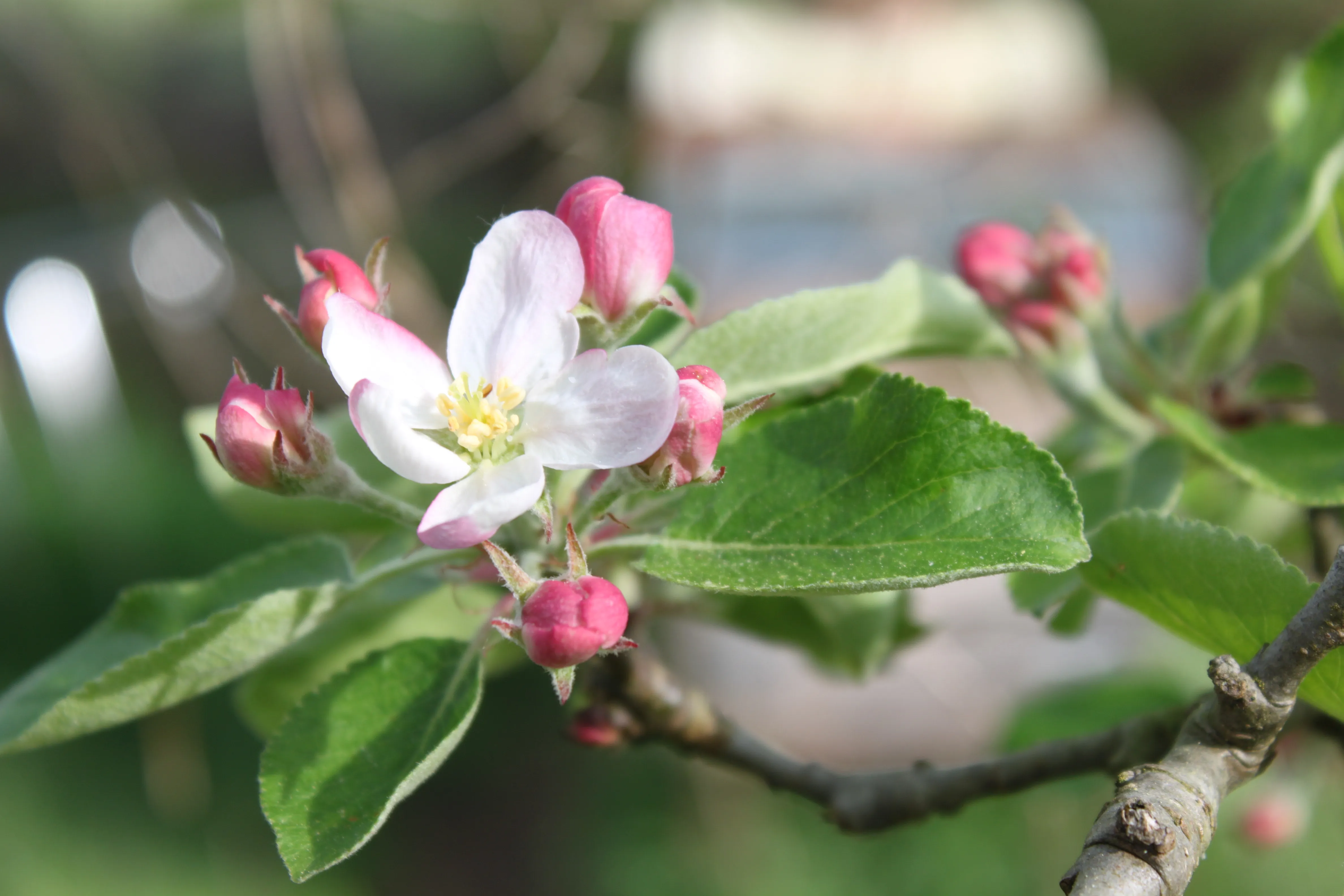 Obstbaumschnitt — Beispielbild